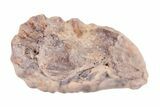 Bargain Enrolled Trilobite (Ditomopyge) Fossil - Oklahoma #275322-1